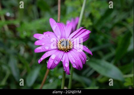 Regentropfen auf die Blütenblätter einer violetten Blume Stockfoto