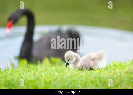 Schwarzer Schwan Cygnet, der Gras frisst, mit unscharfem Mutterschwan im Hintergrund Stockfoto