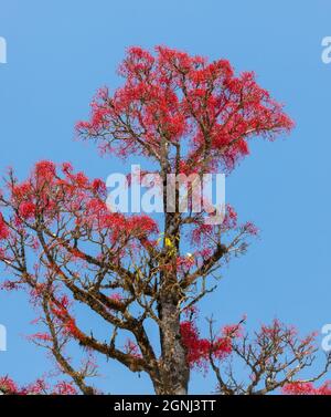 Der Royal Poinciana Baum (Delonix regia) bringt im Frühling und Sommer leuchtend orange/rote Blüten. Sie wachsen am besten an einem Ort, der volle Sonne erhält und Stockfoto