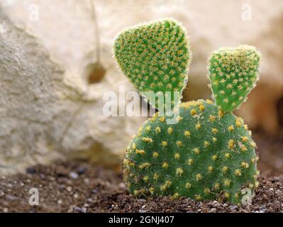 Kleine opuntia microdasys, Hasen-Ohren-Kaktus, gepflanzt in offenem Boden in der Nähe einer Steinmauer, mit Kopierraum Stockfoto