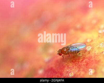 Fruchtfliege, Drosophila melanogaster, auf roter Apfeloberfläche, Nahaufnahme Stockfoto