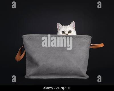 Niedliches, silberfarbenes britisches Kurzhaar-Kätzchen, das in einem grauen Korb sitzt. Blick über die Kante zur Kamera. Isoliert auf schwarzem Hintergrund. Stockfoto