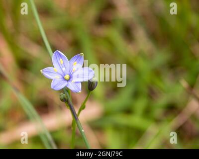 Blaue Tintenblüte (Chamaescilla corymbosa). Auch Blue Stars und Mudrurt genannt. Stockfoto