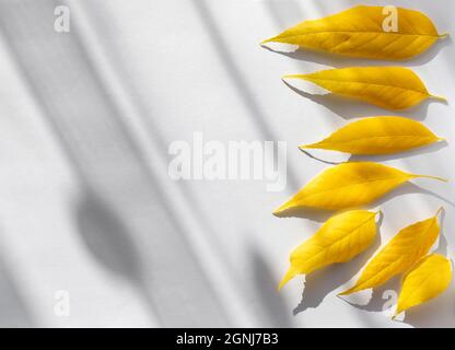 Gelb gestürzte Blätter auf leeres Blatt Papier. Diagonale Schatten, die durch die Seite verlaufen. Herbst-Flatlay. Stockfoto