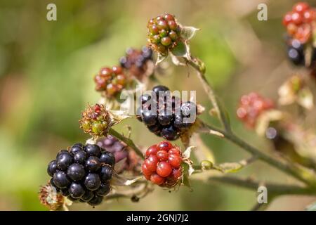 Brombeeren, Brombeeren, gereift, gereift (Rubus fruticosus). Früchte verschiedene Stadien der Reifung. Die Farbe erregt die Aufmerksamkeit der frugivoren Vögel. Stockfoto