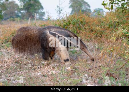 Giant Anteater, Pouso Alegere, MT, Brasilien, September 2017 Stockfoto