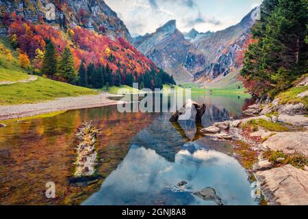 Farbenfrohe Morgenansicht des Seealpsees. Herrliche Herbstszene der Schweizer Alpen. Der majestätische Santis-Gipfel spiegelt sich in der ruhigen Oberfläche des reinen Wassersees wider Stockfoto