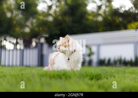 Die niedliche persische Katze sitzt auf dem grünen Gras Feld, und suchen etwas, selektive Fokus flache Tiefe des Feldes Stockfoto