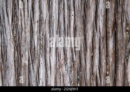 Baumrinde aus der Nähe mit Punkten, die von Insekten gemacht wurden. Baum durch Rindenkäfer beschädigt. Hintergrund und Hintergrundbild Bild mit vertikalen Linien. Holz Natur Stockfoto