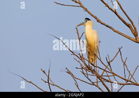 Kappreiher, Transpantaneira, Pantanal, MT, Brasilien, Oktober 2017 Stockfoto