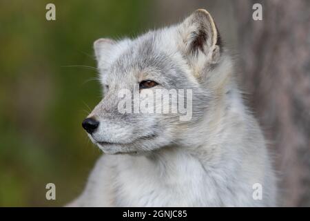 Der Polarfuchs - Vulpes lagopus - Portrait von erwachsenen Tieren mit weichem, natürlichem Hintergrund Stockfoto