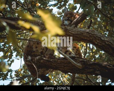 Ein süßer Luchs, der auf einem Baum schläft Stockfoto