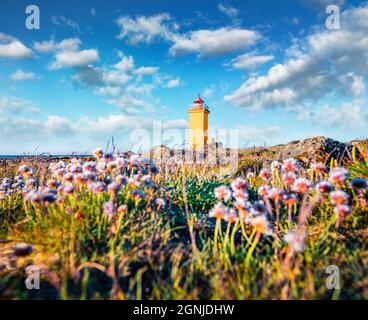 Herrliche Morgenansicht des Stafnesviti Leuchtturms. Blühende rosa Blüten im Vordergrund. Wunderbare Sommerszene von Island, Europa. Reiseconce Stockfoto