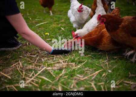 Das blinde Huhn auf einem Bauernhof von Hand füttern | Huhn, das aus menschlicher Hand isst, mit anderen Hühnern und dem Rest der Herde im Hintergrund Stockfoto