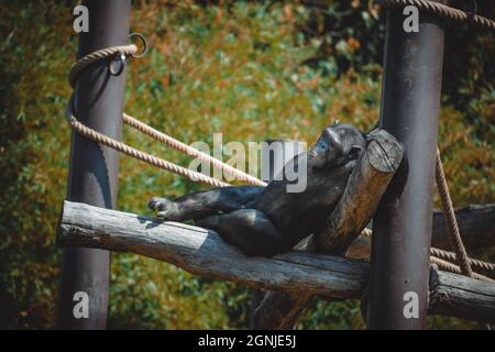 Eine fantastische Aussicht auf einen schönen Schimpansen Stockfoto