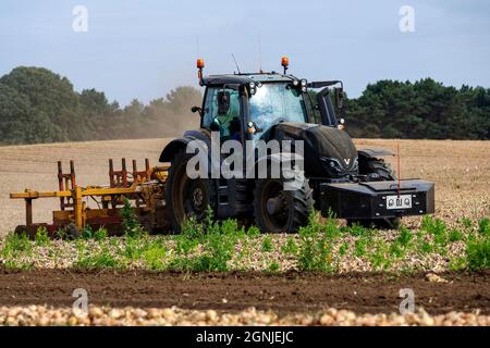 Zwiebelernte Bawdsey Suffolk England Stockfoto