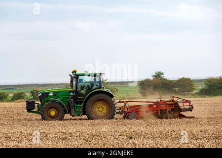 Zwiebelernte Bawdsey Suffolk England Stockfoto