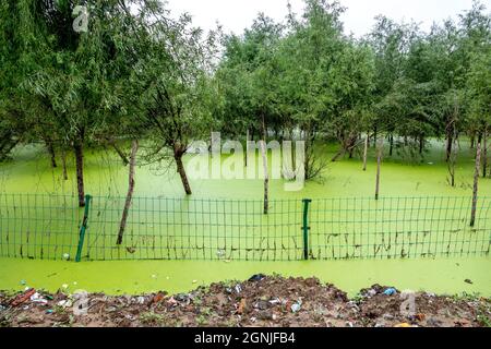 Huaxian, Huaxian, China. September 2021. 25. September 2021, Hochwasser nach heftigen Regenfällen in Huaxian, Henan.seit der Hochwassersaison in diesem Jahr hat der Landkreis Huaxian, Provinz Henan, mehrere Runden heftiger Regenfälle erlebt und der Bodenfeuchtegehalt ist stark gesättigt. Vom 24. Bis 25. September fiel der Landkreis Huaxian in heftigen Regen. Aufgrund der anhaltenden Regenfälle im oberen Bereich des Flusses Weihe und der Überschwemmungsflut aus dem Panshitou-Stausee wurde das Hochwasserlager- und Haftgebiet des Ã¢â‚¬''¹Ã¢â‚¬''¹Weihe Changhong-Kanals wieder zu Zeguo, und die Wasseransammlung nahm weiter zu Stockfoto