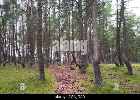 Tanzende Bäume im Nationalpark Kurische Nehrung. Königsberg, Russland. Stockfoto