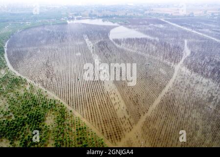 Huaxian, Huaxian, China. September 2021. 25. September 2021, Hochwasser nach heftigen Regenfällen in Huaxian, Henan.seit der Hochwassersaison in diesem Jahr hat der Landkreis Huaxian, Provinz Henan, mehrere Runden heftiger Regenfälle erlebt und der Bodenfeuchtegehalt ist stark gesättigt. Vom 24. Bis 25. September fiel der Landkreis Huaxian in heftigen Regen. Aufgrund der anhaltenden Regenfälle im oberen Bereich des Flusses Weihe und der Überschwemmungsflut aus dem Panshitou-Stausee wurde das Hochwasserlager- und Haftgebiet des Ã¢â‚¬''¹Ã¢â‚¬''¹Weihe Changhong-Kanals wieder zu Zeguo, und die Wasseransammlung nahm weiter zu Stockfoto