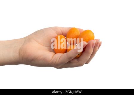 Kleine Zitrusfrüchte-Kumquats in Frauenhand isoliert auf weißem Hintergrund Stockfoto