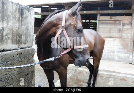 Brauner Hengst. Porträt einer Sport braunen Pferd. Reiten auf einem Pferd. Vollblut Pferd. Schönes Pferd. Stockfoto