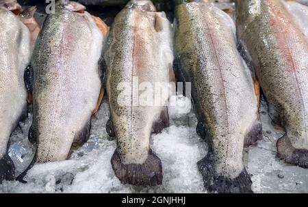 Roher Lachs, rote Forellen auf Eis im Fischgeschäft. Lachsforelle roter Fisch auf Eis im Supermarkt. Stockfoto