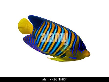 Royal Angelfish (Regal Angel Fish), Coralfish isoliert auf weißem Hintergrund. Tropisch farbener Fisch mit gelben Flossen, orangefarbenen, weißen und blauen Streifen Stockfoto