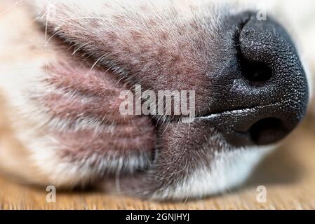 Ein Makrofoto einer Hundenase von einem männlichen Golden Retriever Welpen, Schnurrbart sichtbar. Stockfoto