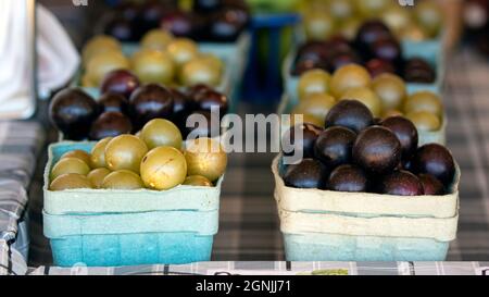 Muscadine- und Scuppernong-Trauben werden im Herbst auf einem lokalen Bauernmarkt ausgestellt. Stockfoto