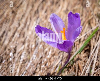 Nahaufnahme eines Crocus heuffelianus oder Crocus Vernus (Frühlingskrokus, Riesenkrokus), der purpurne Blüten blüht Stockfoto