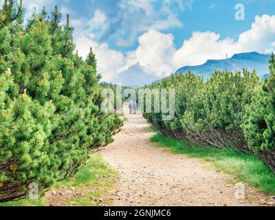 Zwei Wanderer, die auf einem Pfad zwischen Zwergkiefern (Pinus mugo) im Bucegi-Gebirge, Rumänien, wandern Stockfoto