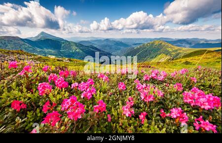 Blühende rosafarbene Rhododendron-Blüten auf der Chornogora-Linie. Malerische Sommeransicht der Karpaten mit dem höchsten Gipfel Hoverla im Hintergrund, U Stockfoto