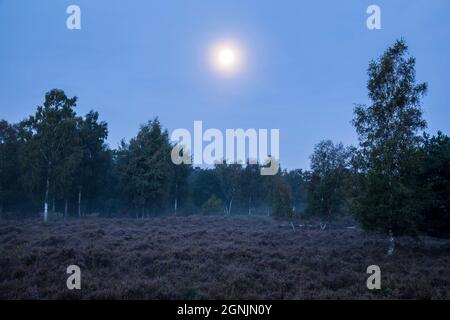 Blühende Heidekraut (Calluna vulgaris), Birken und der Mond in der Wahner Heide bei Telegraphen Hügel, Morgennebel, Troisdorf, Nordrhein-W Stockfoto