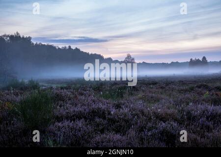 Blühende Heidekraut (Calluna vulgaris) und Birken in der Wahner Heide bei Telegraphen, Morgennebel, Troisdorf, Nordrhein-Westfalen Stockfoto