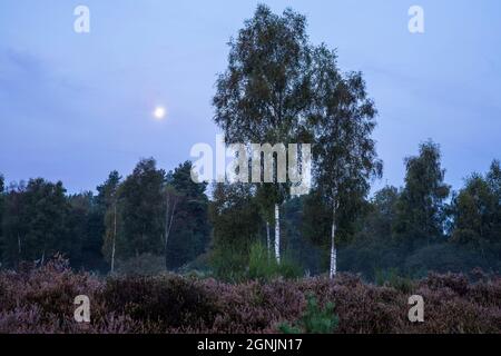 Blühende Heidekraut (Calluna vulgaris), Birken und der Mond in der Wahner Heide bei Telegraphen Hügel, Morgennebel, Troisdorf, Nordrhein-W Stockfoto