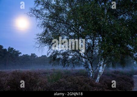 Blühende Heidekraut (Calluna vulgaris), Birken und der Mond in der Wahner Heide bei Telegraphen Hügel, Morgennebel, Troisdorf, Nordrhein-W Stockfoto