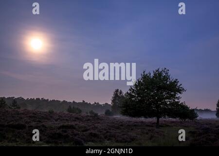 mond über der blühenden Heide (Calluna vulgaris) in der Wahner Heide bei Telegraphen, Morgennebel, Troisdorf, Nordrhein-Westfalen, Stockfoto