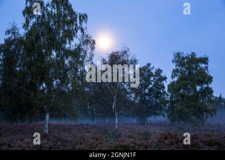 Blühende Heidekraut (Calluna vulgaris), Birken und der Mond in der Wahner Heide bei Telegraphen Hügel, Morgennebel, Troisdorf, Nordrhein-W Stockfoto