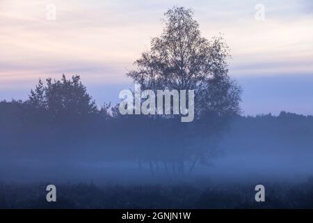 Birken in der Wahner Heide bei Telegraphen, Morgennebel, Troisdorf, Nordrhein-Westfalen, Deutschland. Birken in der Wahner Heide nahe Teleg Stockfoto