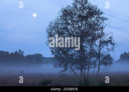 Birken und Mond in der Wahner Heide bei Telegraphen, Morgennebel, Troisdorf, Nordrhein-Westfalen, Deutschland. Birken und Mond in der W Stockfoto