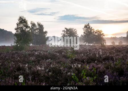 Blühende Heidekraut (Calluna vulgaris) und Birken in der Wahner Heide bei Telegraphen, Morgennebel, Troisdorf, Nordrhein-Westfalen Stockfoto