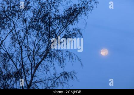 Birken und Mond in der Wahner Heide bei Telegraphen, Morgennebel, Troisdorf, Nordrhein-Westfalen, Deutschland. Birken und Mond in der W Stockfoto