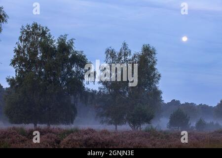 Birken und Mond in der Wahner Heide bei Telegraphen, Morgennebel, Troisdorf, Nordrhein-Westfalen, Deutschland. Birken und Mond in der W Stockfoto