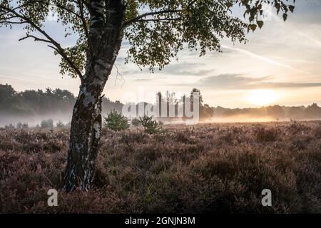 Birke in der Wahner Heide bei Telegraphen, Morgennebel, Troisdorf, Nordrhein-Westfalen, Deutschland. Birke in der Wahner Heide nahe Telegram Stockfoto