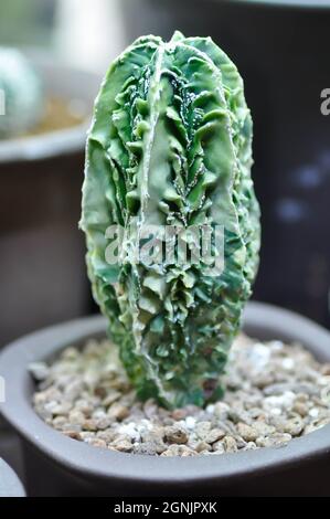 Echinofossulocactus, Stenocactus oder Kaktus im Blumentopf Stockfoto