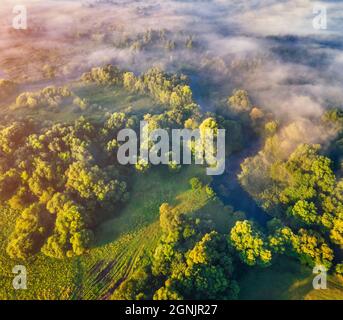 Gerader Blick von der fliegenden Drohne des kleinen Flusses auf den nebligen Wald. Spektakuläre Sommerszene von nebeligen Tal mit grünen Bäumen. Wunderbarer Morgen Stockfoto