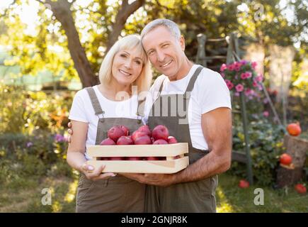 Schöne ältere Ehepartner mit Box voller roter Äpfel posieren im Herbstgarten und freuen sich über die Früchte nach der Ernte Stockfoto