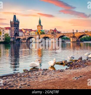 Weiße Schwäne am Ufer der Moldau. Herrlicher Sommeraufgang auf Prag mit Karlsbrücke (Karluv Most) im Hintergrund, Tschechien, Europa. Tr Stockfoto