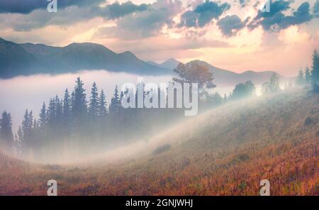 Landschaftsfotografie. Nebliger Sonnenaufgang in den Karpaten. Erstaunliche Herbstszene des Bergtals. Unglaubliche Aussicht auf die ukrainische Landschaft. Stockfoto